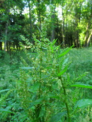 Rumex confertus
