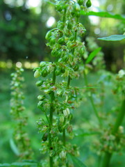 Rumex confertus
