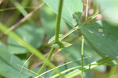 Lathyrus ochroleucus