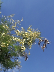 Senegalia berlandieri