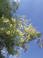 Senegalia berlandieri