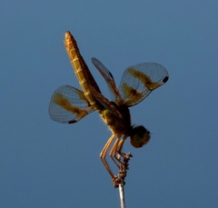 Perithemis intensa