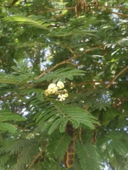 Senegalia berlandieri