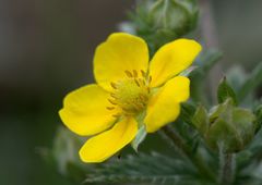 Potentilla fulgens