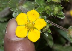 Potentilla fulgens