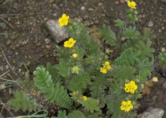 Potentilla fulgens