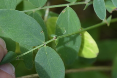 Lathyrus ochroleucus