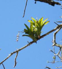 Catopsis sessiliflora