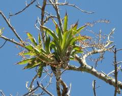 Catopsis sessiliflora