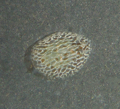 Corambe steinbergae