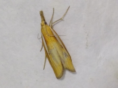 Agriphila selasella