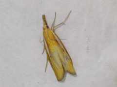 Agriphila selasella