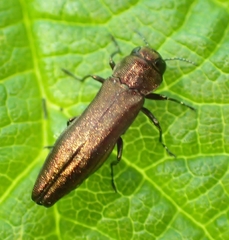 Agrilus cuprescens