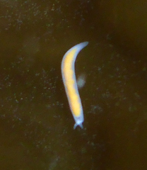 Vorticeros praedatorium