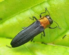 Agrilus ruficollis