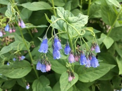 Mertensia paniculata borealis