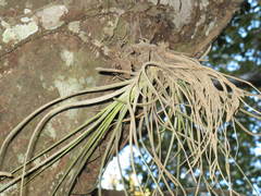Tillandsia chapalillaensis