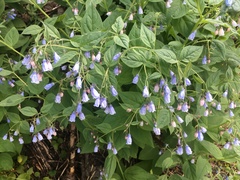 Mertensia paniculata borealis