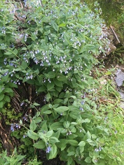 Mertensia paniculata borealis
