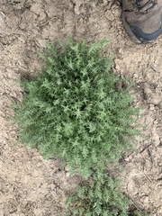 Nitrophila occidentalis