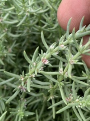 Nitrophila occidentalis