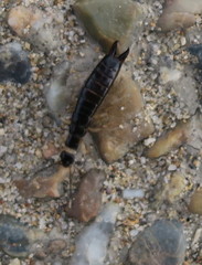 Gonolabis marginalis