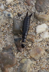 Gonolabis marginalis