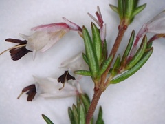 Erica fuscescens