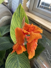 Angiospermae