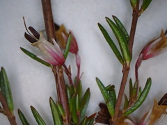 Erica fuscescens