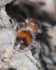 Pseudomethoca frigida