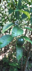 Citrus deliciosa