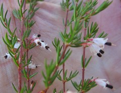 Erica fuscescens