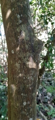 Citrus deliciosa