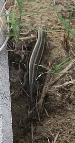 Plestiodon japonicus