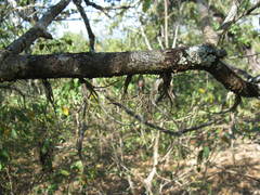 Tillandsia pseudobaileyi