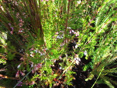 Erica fuscescens