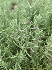 Nitrophila occidentalis