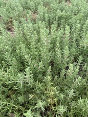 Nitrophila occidentalis