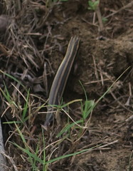 Plestiodon japonicus