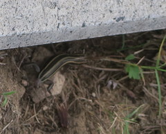 Plestiodon japonicus