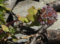 Hylotelephium anacampseros