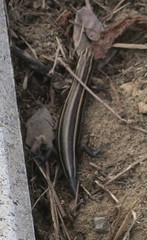 Plestiodon japonicus