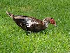 Cairina moschata domestica