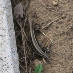 Plestiodon japonicus