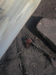 Dasymutilla flammifera