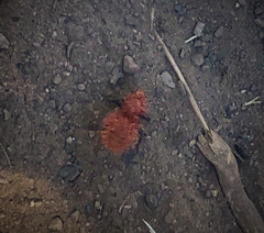 Dasymutilla flammifera