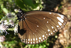 Euploea crameri