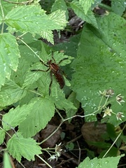 Diogmites basalis