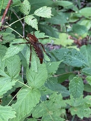 Diogmites basalis